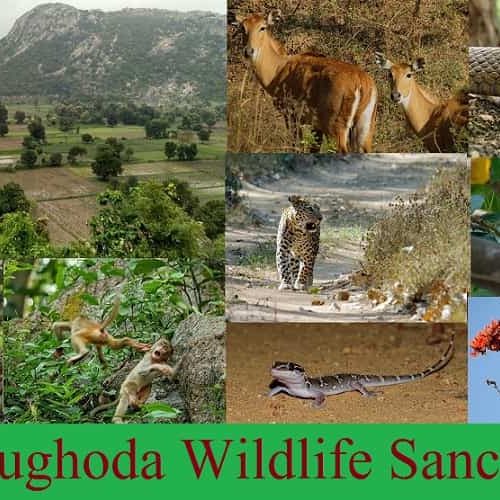 Midst stunning ridge of “Jambughoda Wildlife Sanctuary” Part-1